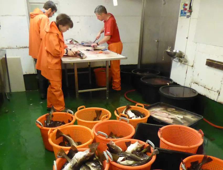 Gutting fish aboard ship