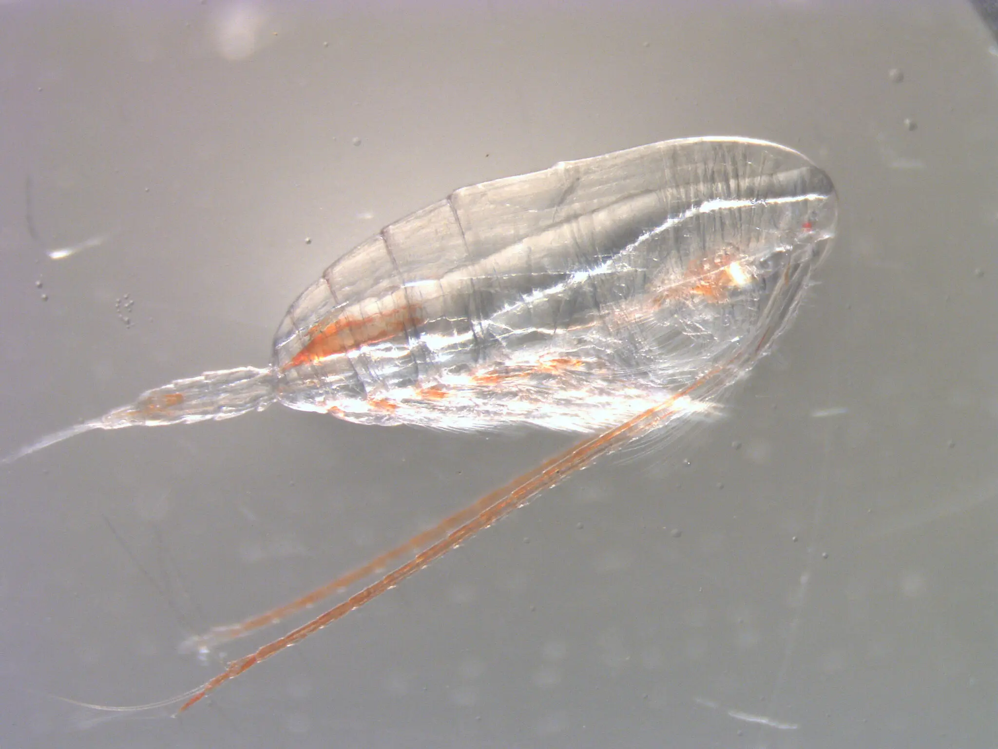 The lipid-rich copepod Calanus glacialis is a key biomass species in Arctic marine ecosystems. Photo: Private.