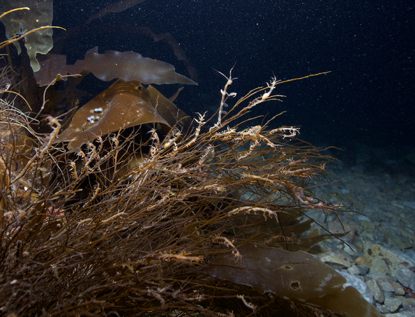 Ghost shrimp on kelp on the ocean floor.