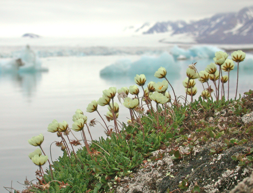 Plant seeds spread frequently to Svalbard