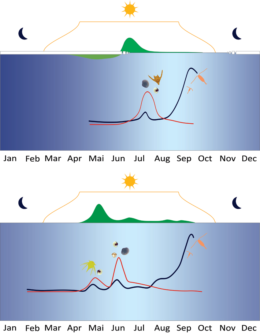 Time line of meroplankton activity
