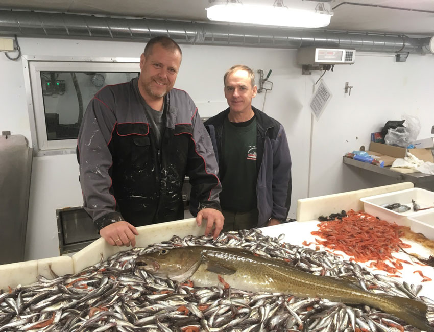 About cod, the climate, polar cod and benthic animals