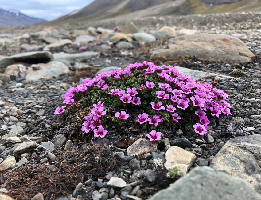 Purple mountain saxifraga (Saxifraga oppositifolia) blooms first of all and gets the first pollinators completely to themselves. Photo Pernille Bronken Eidesen/UNIS.