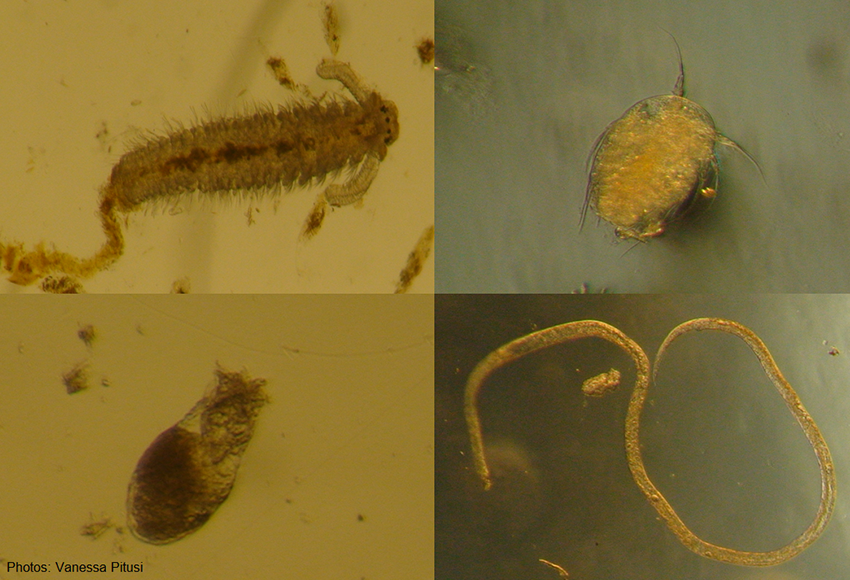 Examples of tiny animals found in sea ice