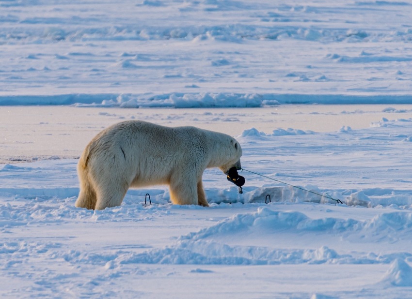 Polar bear eating instruments