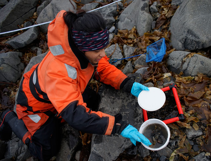 PhD student Cheshtaa Chitkara collecting macroalgae from a rocky shoreline. Photo: Daniela Walch/UNIS.