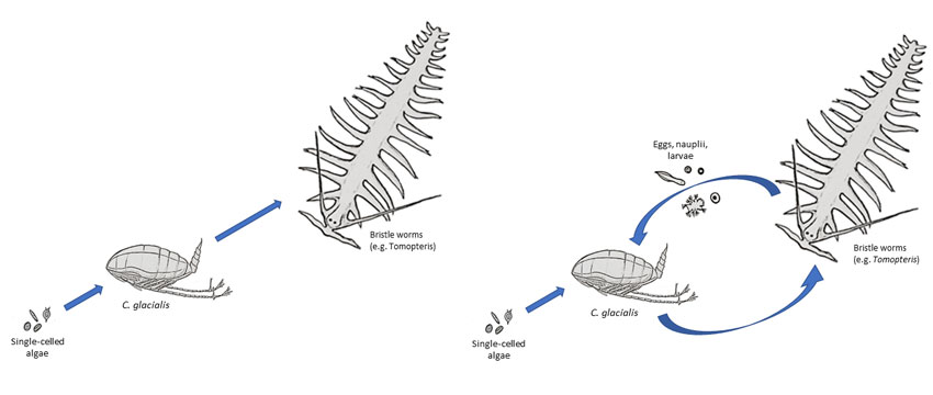From studies such as those on C. finmarchicus and C. glacialis, we now see that research no longer supports a simple model (on the left). Instead of a linear migration from small to large, nutrition and energy also move from large to small (on the right). For example, in that the early life stages of larger animals (here represented by the bristle worm Tomopteris) are eaten by C. glacialis. Figure: Snorre Flo/UNIS.