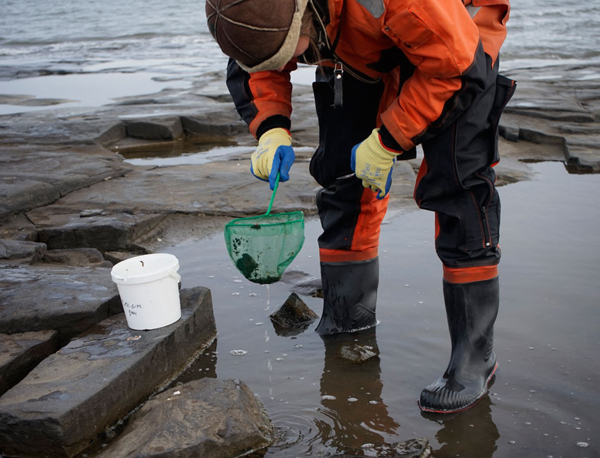 UNIS associate professor Janne Søreide sampling intertidal life with a small hand-held net.