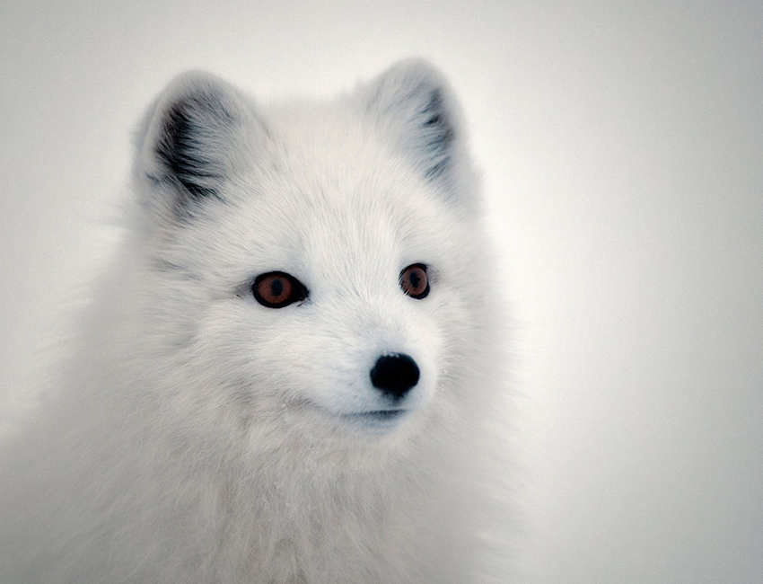 Arctic fox in Semmeldalen. Climate effects on the arctic fox in Svalbard goes through its forage resources. Photo: Mads Forchhammer/UNIS