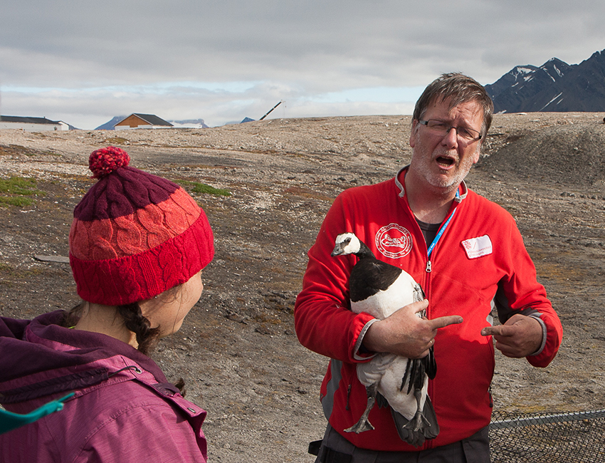 Near the animals. Helping Maarten Loonen with the annual goose catch in Ny-Ålesund. Photo: Øystein Varpe/UNIS
