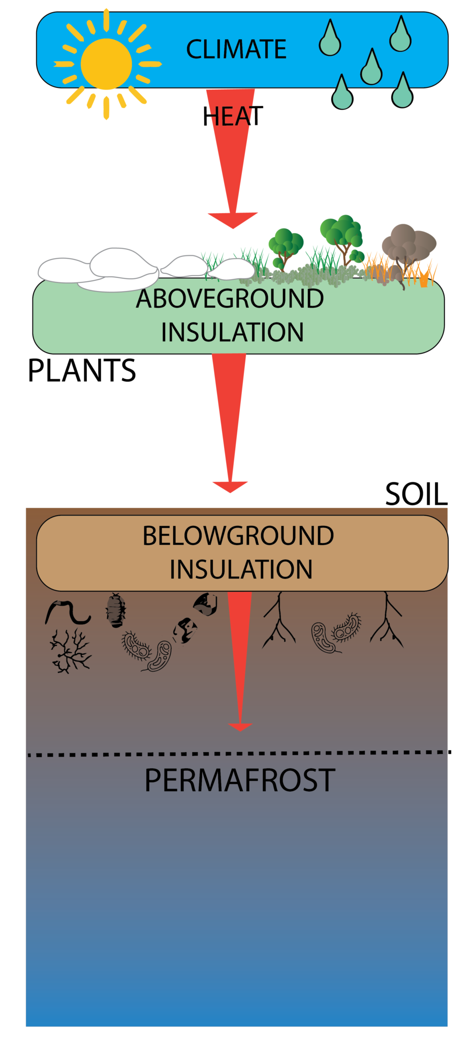 Biotic insulation of the frozen ground throughout the season and under climate change. Illustration: Rúna Magnússon